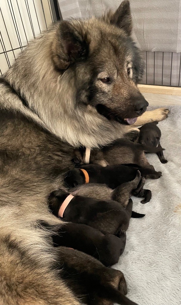 chiot Eurasier Du Coteau Des Genêts