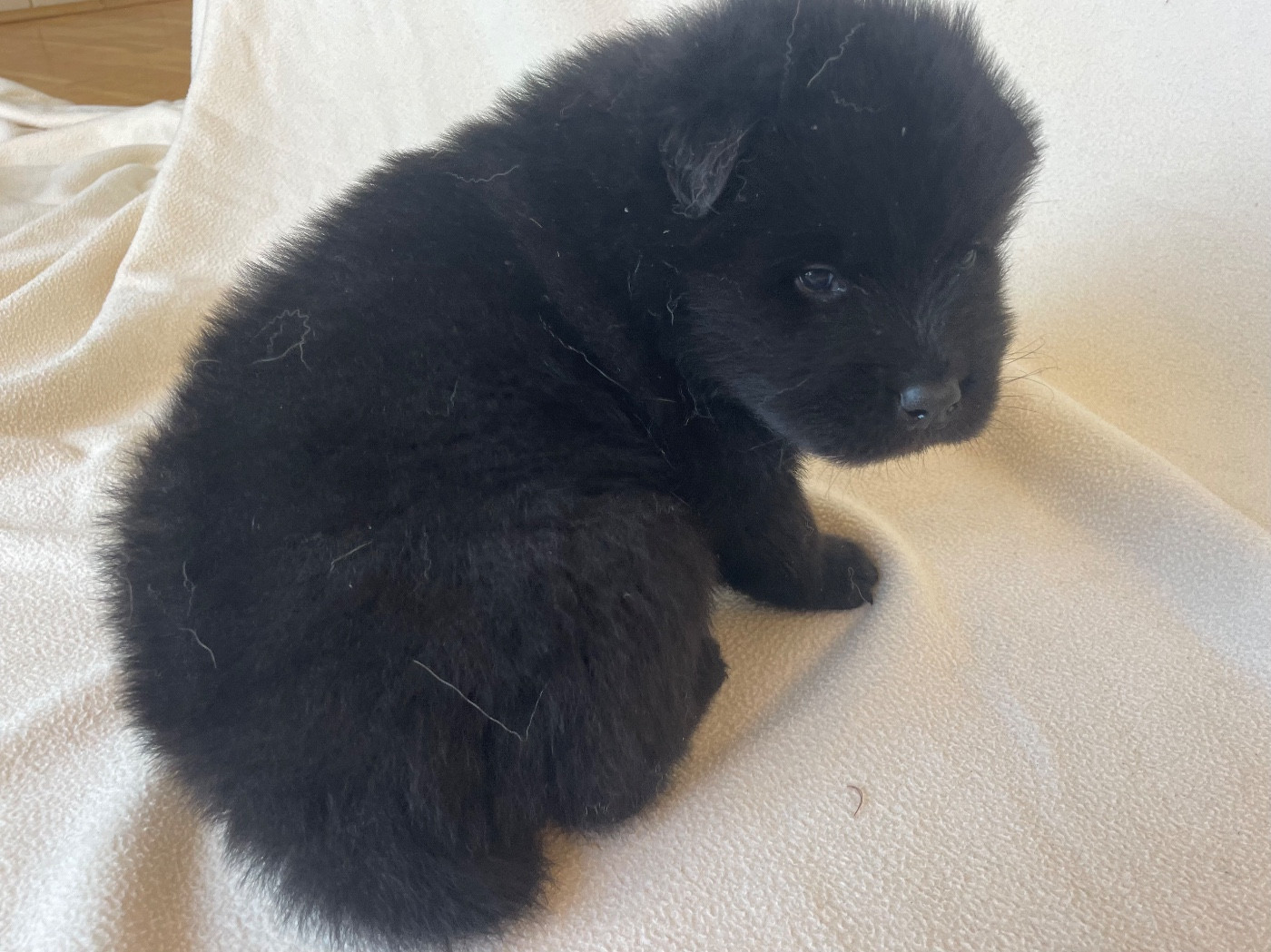 Du Coteau Des Genêts - Chiots disponibles - Eurasier