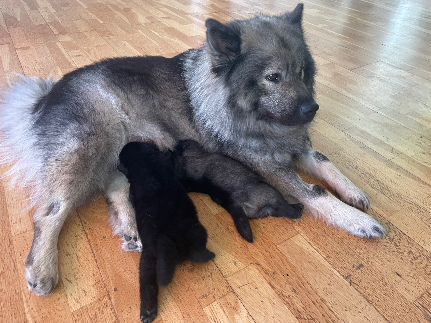 Chiot Eurasier Du Coteau Des Genêts
